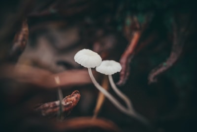 特写摄影中的白蘑菇